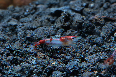 10+1 Red Rili Live Aquarium Shrimp Neocaridina