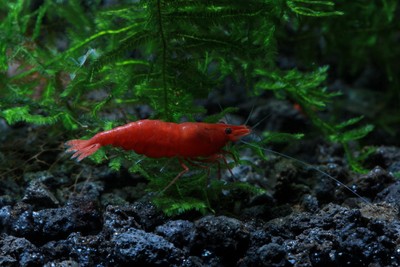 10+1 Painted Fire Red Live Aquarium Shrimp ...