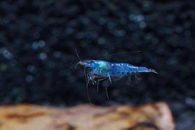 5+1 Blue Velvet Live Aquarium Shrimp Neocaridina