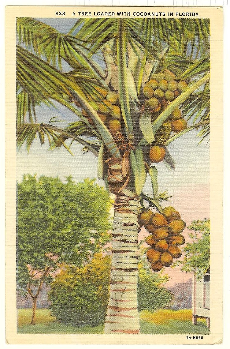 palmnut,palmangels cocoanuts coconut palm tree florida - c1930s florida postcard