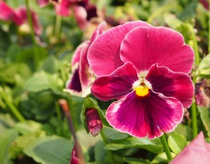 seeds flower johnny jump bulk heirloom viola f1 brown