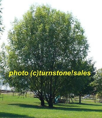 4 Foot Tall Hybrid Willow Tree Fast ...
