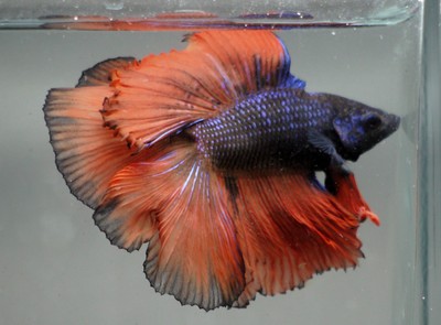 live Tropical Fish-DOUBLE TAIL Halfmoon betta B29