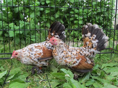 10+ Mille Fleur d'Uccle Bantam Fertile Hatching ...