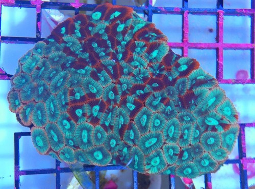Rare Pink Red Green Blue Rainbow Favia ...