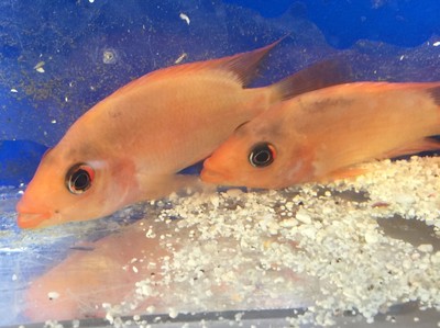 Red Devil Cichlid Live Freshwater Aquarium Fish