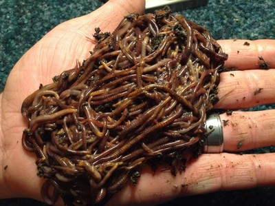 500 (1/2 lb) Live Red Wiggler Composting ...