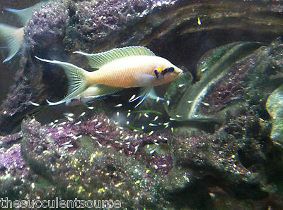 5 + 1 FREE Neolamprologus Brichardi Cichlids ...