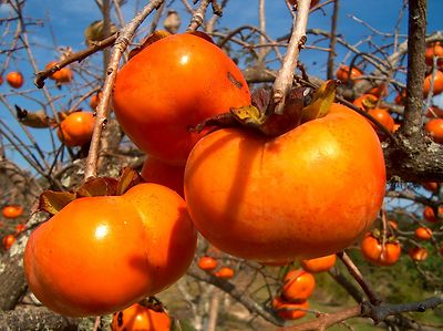 Japanese Persimmon, Diospyros kaki, Tree Seeds (Edible ...