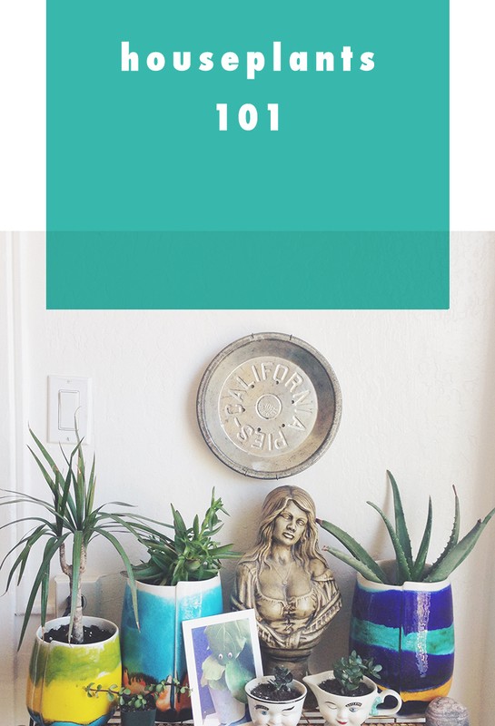 houseplants 101 eBay