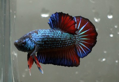 live Tropical Fish-turquoise dragon plakat betta S32