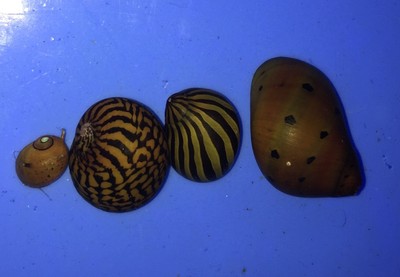 4 mixed live Nerite Snails Live Freshwater ...
