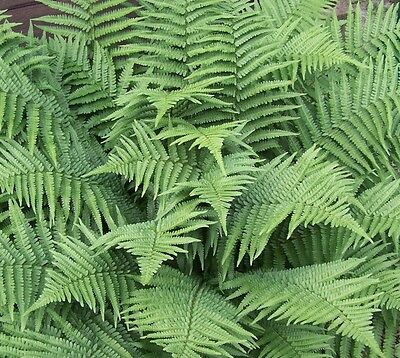 5 New York Fern PREMIUM NATIVE WOODLAND ...