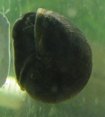 5 Black Mystery Snails Live Freshwater Aquarium ...