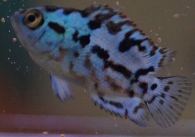 2 ELECTRIC BLUE JACK DEMPSEY ABOUT 1 ...