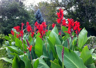 TROPICAL CANNA LILY BULBS RED Bulb Rhizome ...