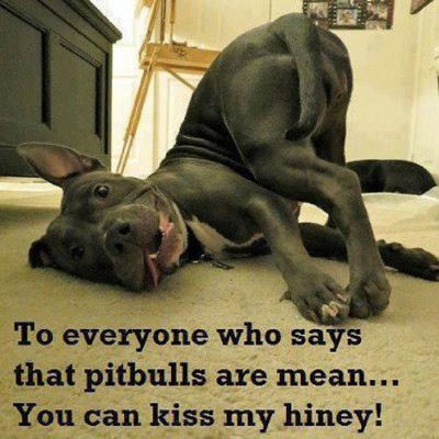 Funny Pitbull Terrier Dog Kiss My Hiney ...