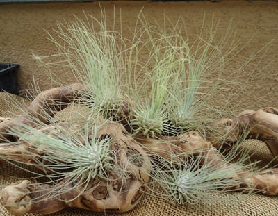 5 Pack Tillandsia Fuchsii v Gracilis Air ...