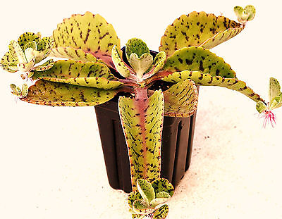 DONKEY EARS - Kalanchoe Gastonis-Bonnieri plant exotic ...