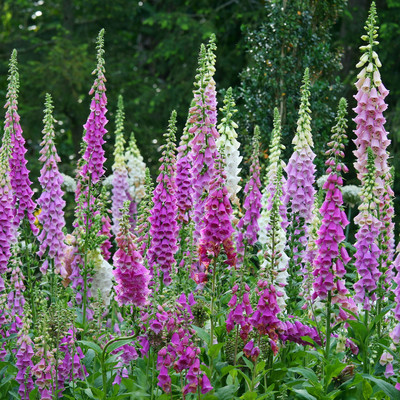 ✿Biennual FOXGLOVE Digitalis purpurea✿1000 Seeds✿Up to 72