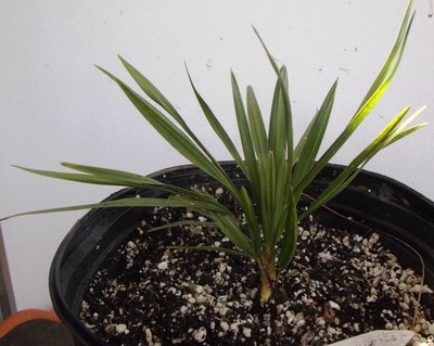 Coccothrinax litoralis Palm Tree Seedling Palms Trees ...