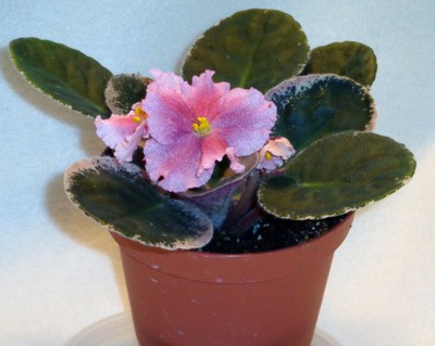 african violet  Kaylith Marie  plant ...