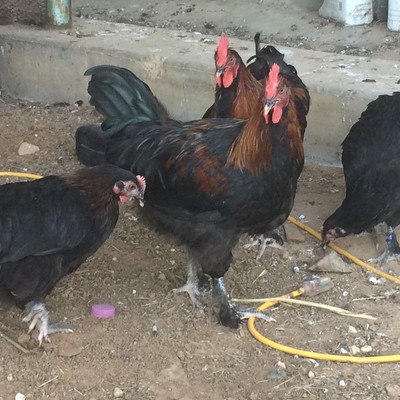 12 + Black Copper Maran Hatching Eggs