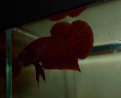 Show Quality Red Plakat Male Halfmoon Betta ...