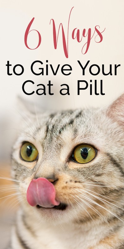 what to hide pills in for cats