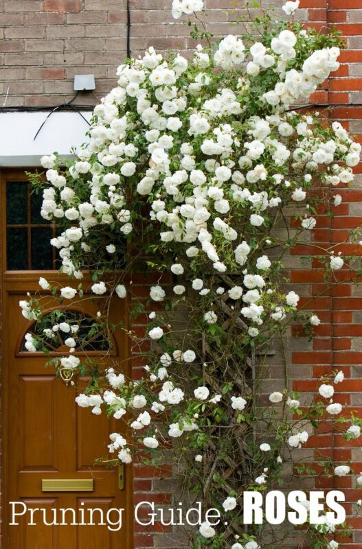 Garden Pruning Guide | Roses | List of rose varieties and when to prune.
