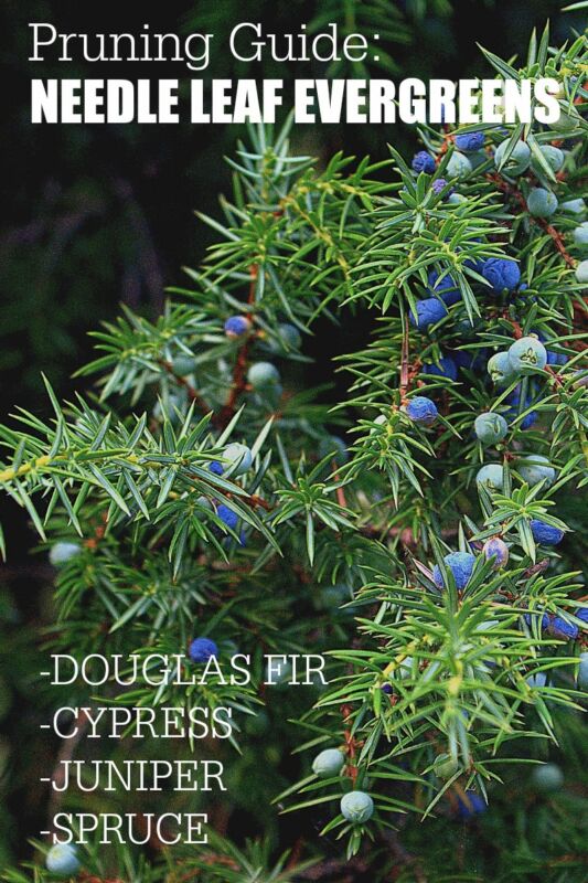 Garden Pruning Guide | Needle Leaf Evergreens | Douglas Fir, Cypress, Juniper, Spruce.