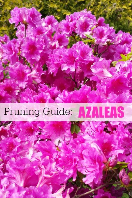 Garden Pruning Guide | Broadleaf Evergreens | Azaleas, Holly, Magnolia