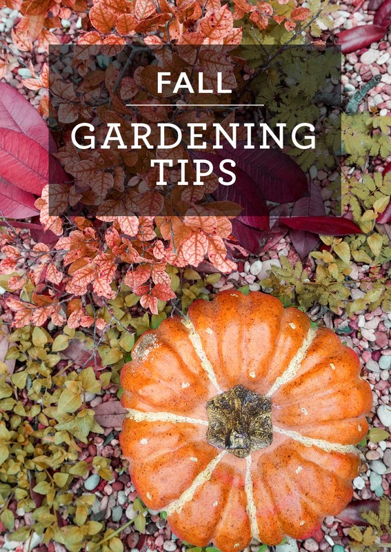 Fall Gardening Tips eBay