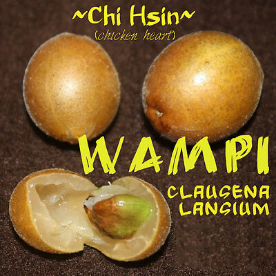 ~WAMPI~ Clausena lansium CHINESE 'CHICKEN HEARTS' Fruit ...