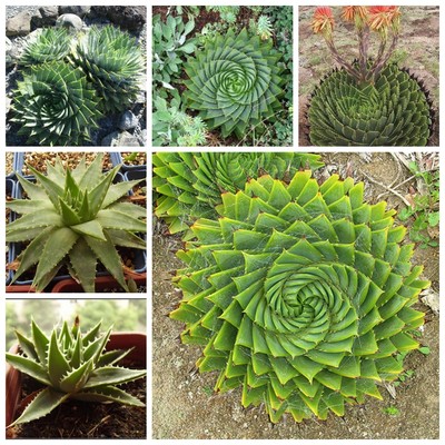 5PCS Spiral Aloe Seeds Polyphylla Succulents Cactus ...