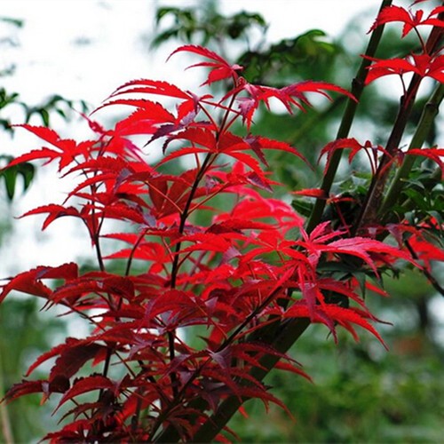 10Pcs Red Japanese Maple Palmatum Atropurpureum Plant ...