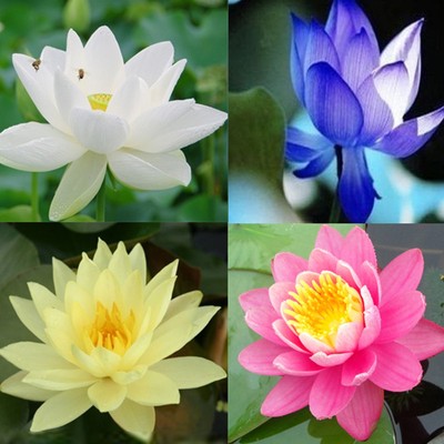 20Pcs 4 Color Mix Bowl Lotus Flower ...