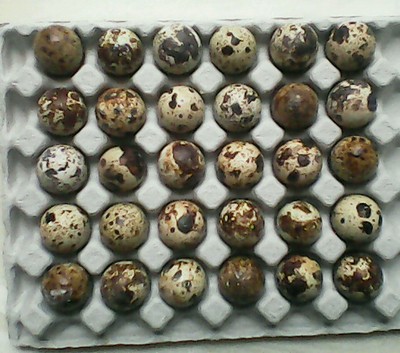 Jumbo Brown Coturnix (JAPANESE) Quail 24+ Hatching ...