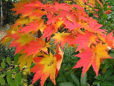 Korean Maple, Acer pseudosieboldianum, Tree Seeds (Fall ...