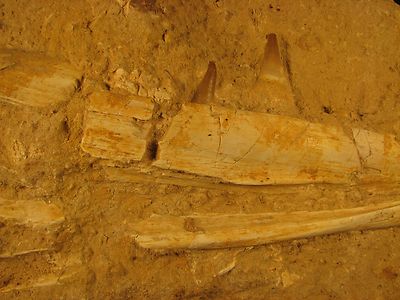 Dinosaur Fossils Mosasaur Jaw Bone Huge Rare T Rex Of The Sea Dinosaur Fossils Mosasaur Jaw Bone Huge Rare T Rex Of The Sea