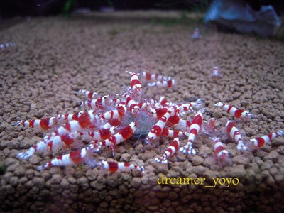 10 A-S Beautiful & Health Crystal Red ...