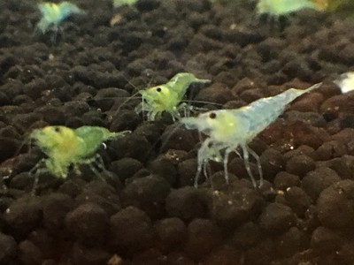 20 Green Shrimp SALE! (Neocaridina denticulada) RARE