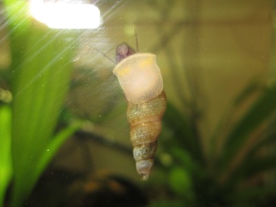 1 Malaysian Trumpet Snail Live Algae Eater ...
