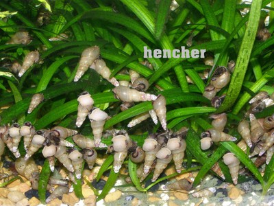 20+ Malaysian Trumpet Snails MTS Aquarium Cone ...