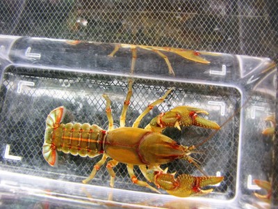 1 Live High Orange Devil Crayfish FREE ...