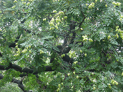 pagoda, JAPANESE PAGODA  flowering TREE 10 ...