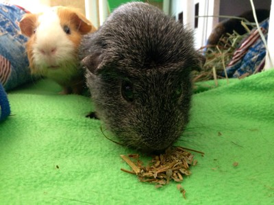 Strawberry Leaves 1 oz, Bunny Rabbit Guinea ...