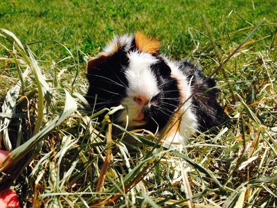 FRESH GRASS/TIMOTHY HAY 3LBS - 2nd Cut ...