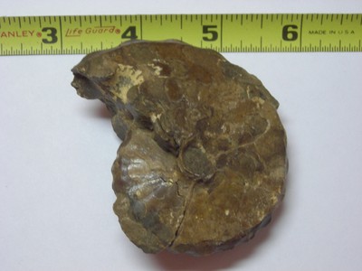 Fossil Dinosaur Bone Petrified Wood Shell, Seven Piece Lot, I Dont Know ??? Fossil Dinosaur Bone Petrified Wood Shell, Seven Piece Lot, I Dont Know ???