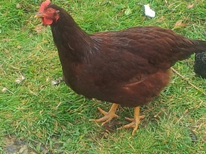 12 FERTILE CHICKEN HATCHING EGGS | eBay